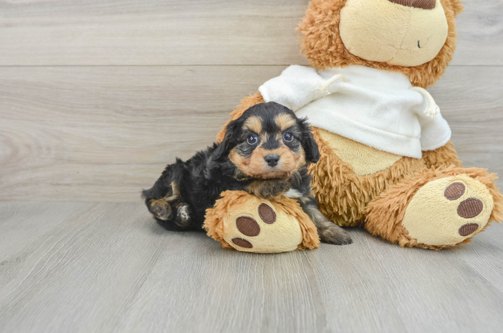 6 week old Mini Aussiedoodle Puppy For Sale - Pilesgrove Pups