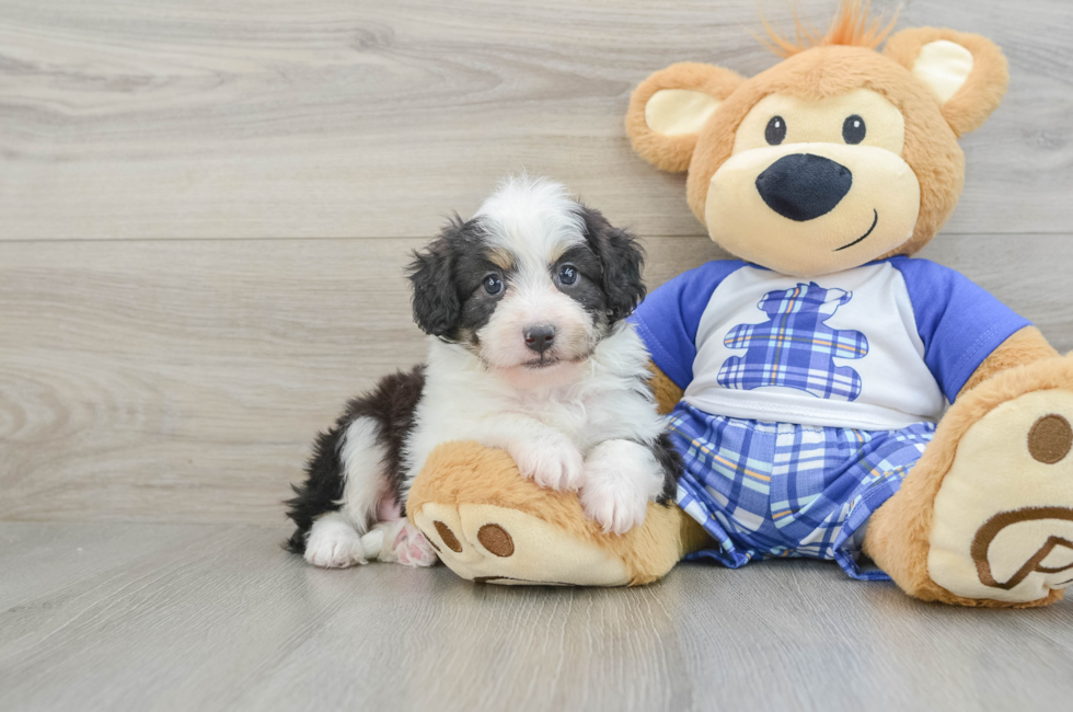 7 week old Mini Aussiedoodle Puppy For Sale - Pilesgrove Pups