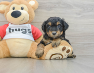 8 week old Mini Aussiedoodle Puppy For Sale - Pilesgrove Pups