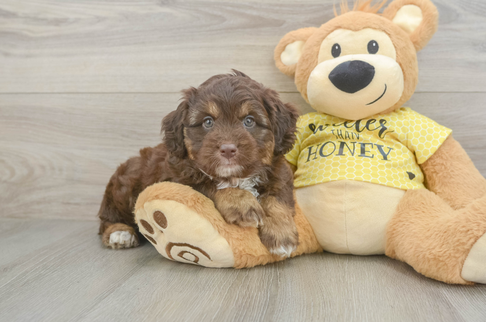 5 week old Mini Aussiedoodle Puppy For Sale - Pilesgrove Pups
