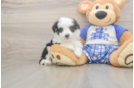 Best Mini Aussiedoodle Baby