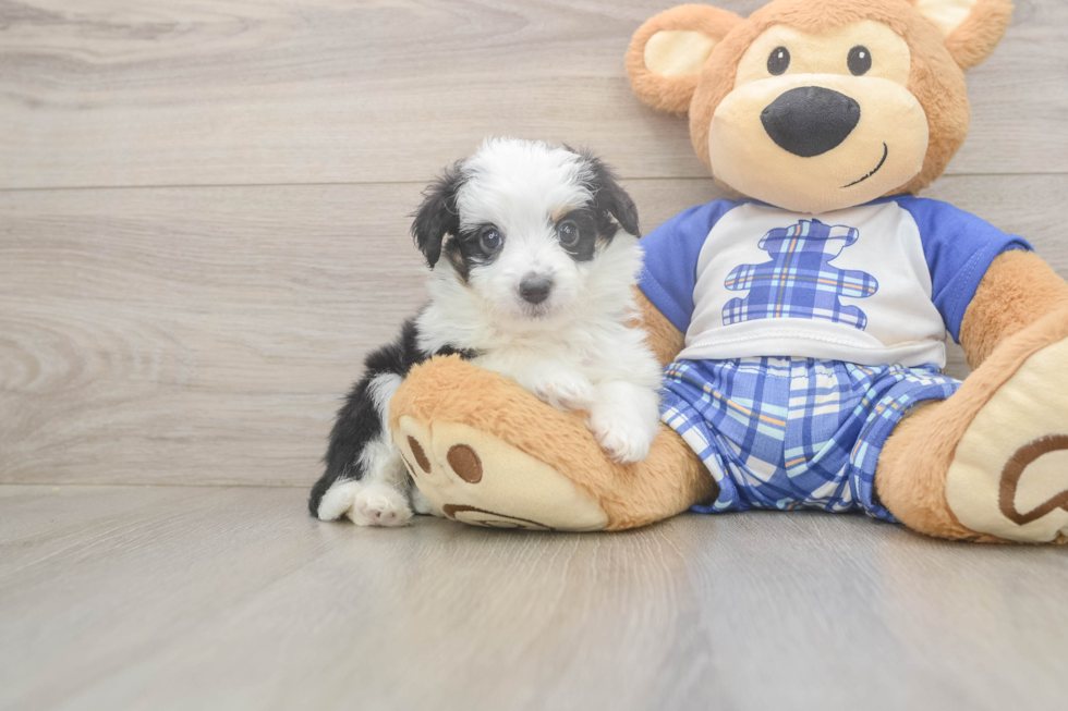 Best Mini Aussiedoodle Baby