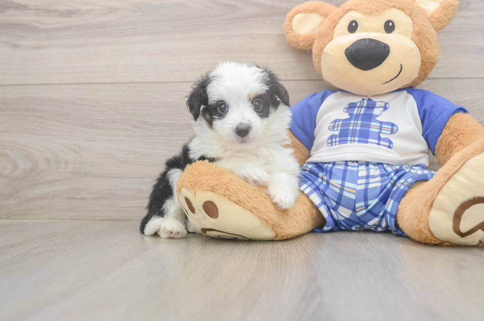 5 week old Mini Aussiedoodle Puppy For Sale - Pilesgrove Pups