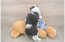 Popular Mini Aussiedoodle Poodle Mix Pup