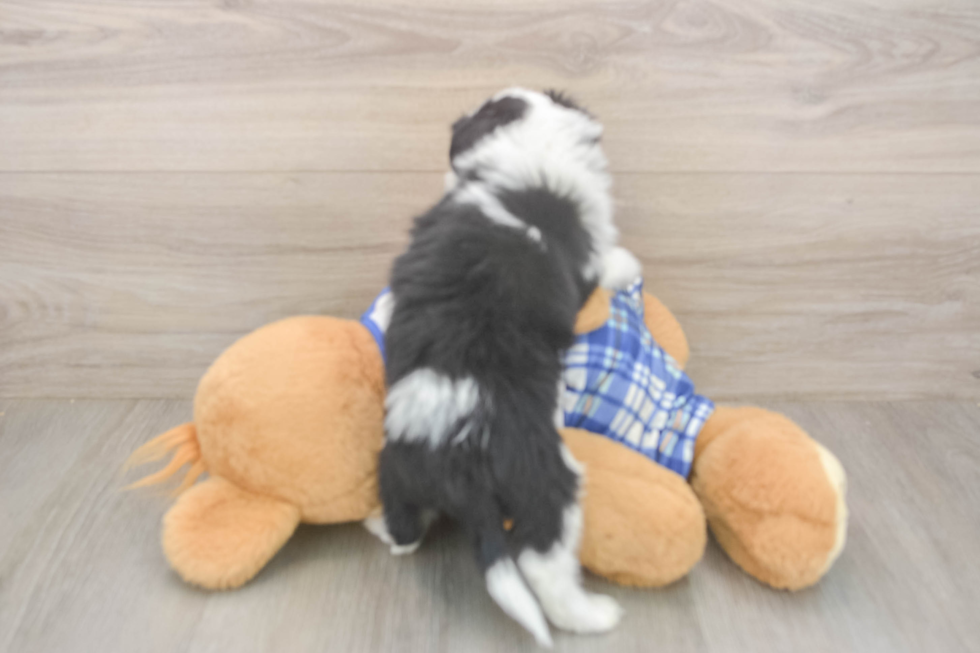 Popular Mini Aussiedoodle Poodle Mix Pup