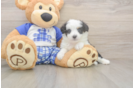 Mini Aussiedoodle Pup Being Cute