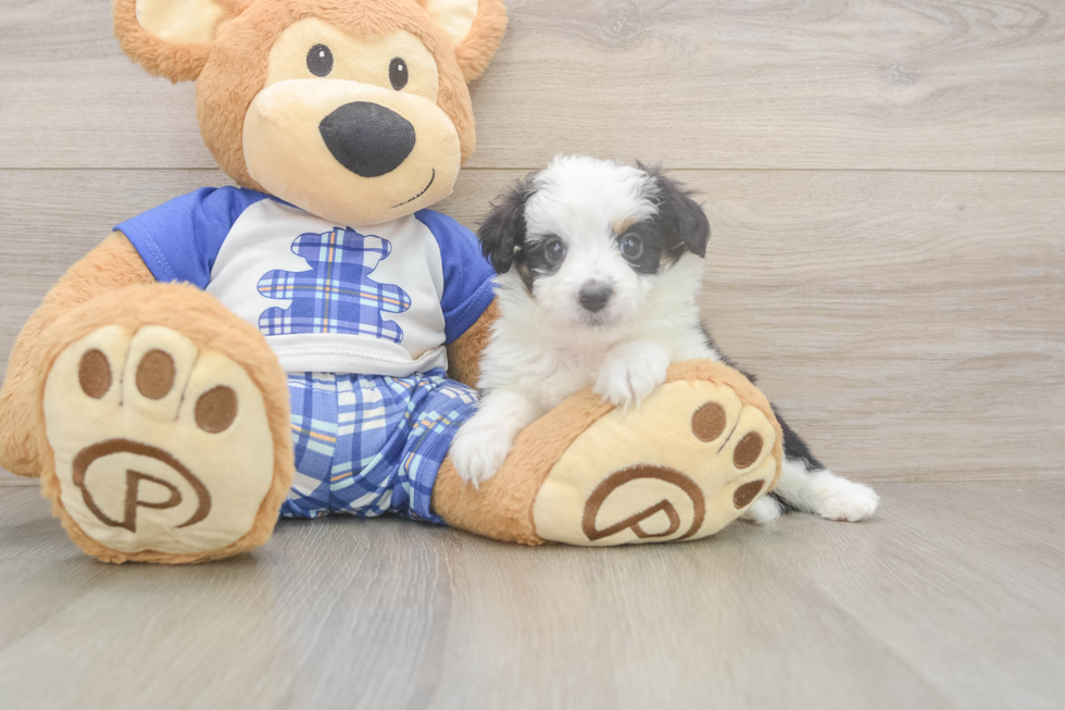 Mini Aussiedoodle Pup Being Cute