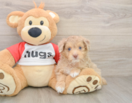 9 week old Mini Aussiedoodle Puppy For Sale - Pilesgrove Pups