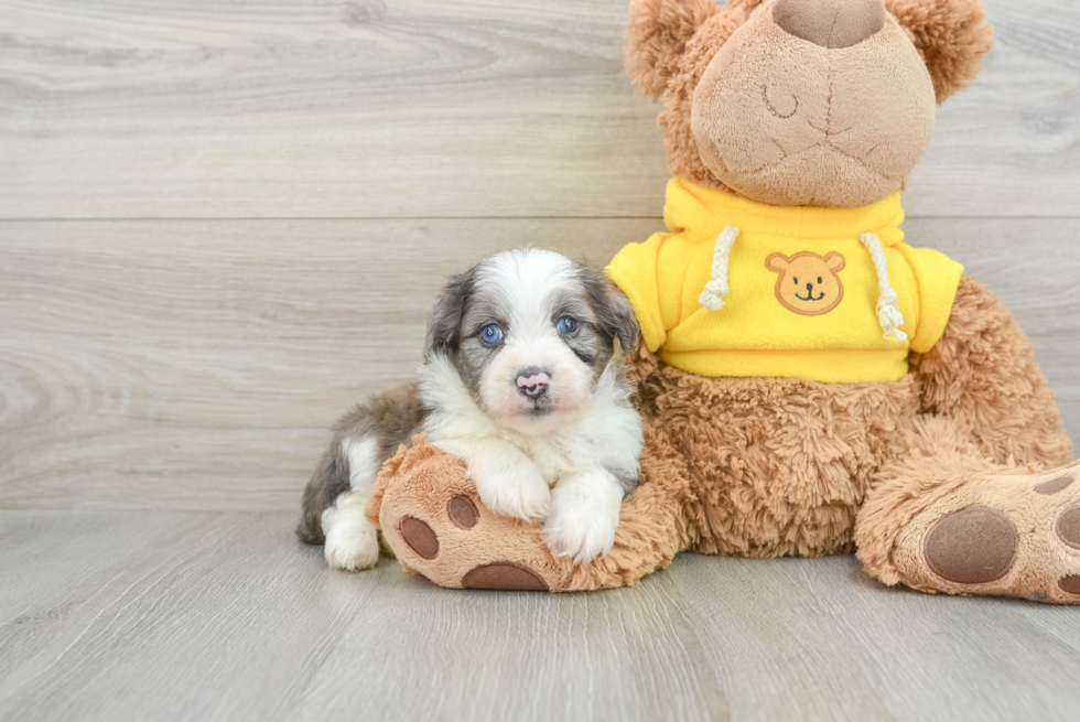 Happy Mini Aussiedoodle Baby