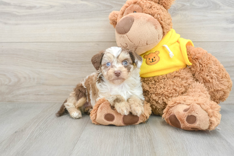 Mini Aussiedoodle Pup Being Cute