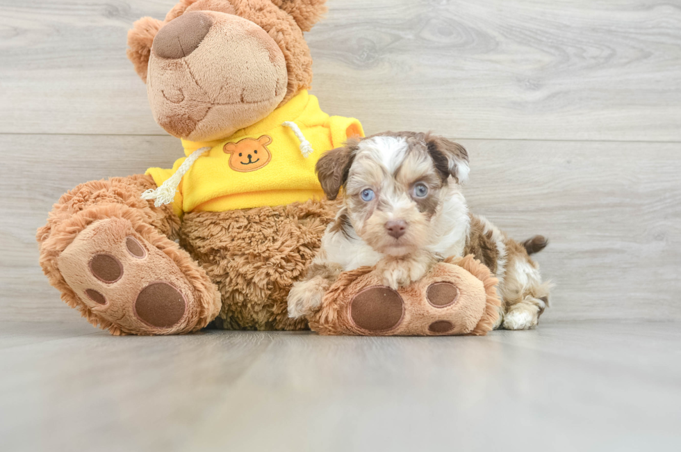 6 week old Mini Aussiedoodle Puppy For Sale - Pilesgrove Pups