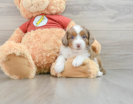 7 week old Mini Aussiedoodle Puppy For Sale - Pilesgrove Pups