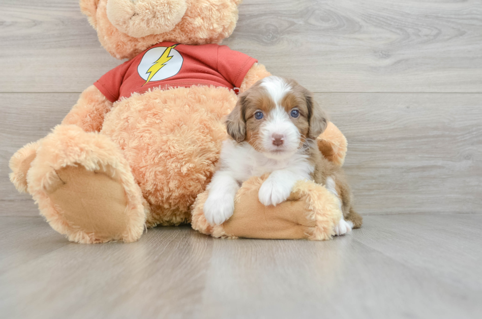 7 week old Mini Aussiedoodle Puppy For Sale - Pilesgrove Pups