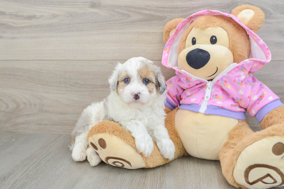 5 week old Mini Aussiedoodle Puppy For Sale - Pilesgrove Pups