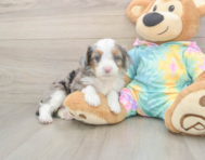 8 week old Mini Aussiedoodle Puppy For Sale - Pilesgrove Pups
