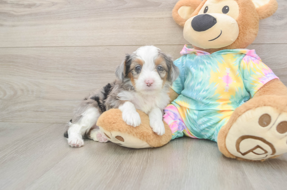 5 week old Mini Aussiedoodle Puppy For Sale - Pilesgrove Pups