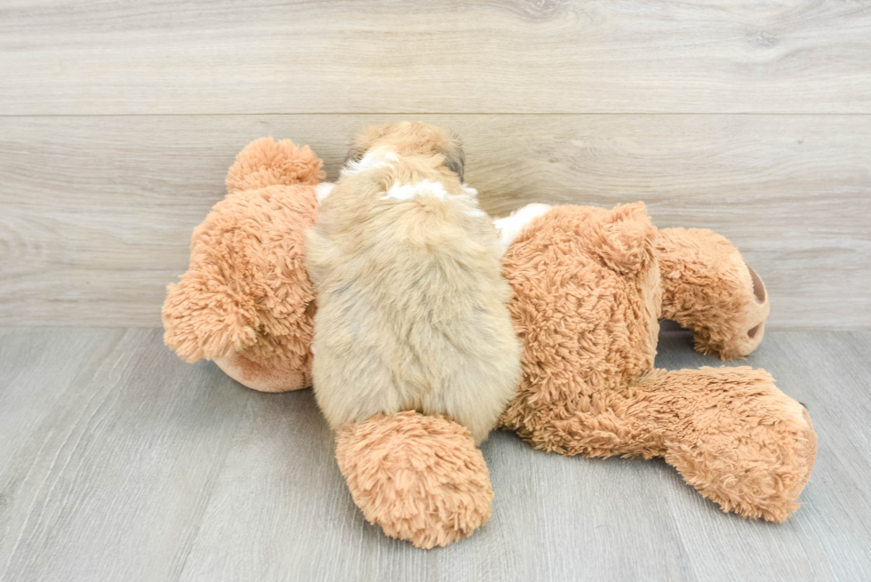 Mini Aussiedoodle Pup Being Cute