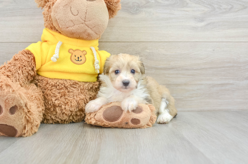 7 week old Mini Aussiedoodle Puppy For Sale - Pilesgrove Pups