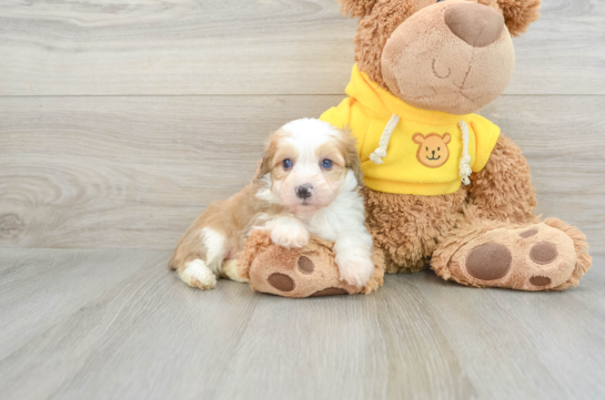 Little Mini Aussiepoo Poodle Mix Puppy