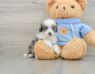 5 week old Mini Aussiedoodle Puppy For Sale - Pilesgrove Pups