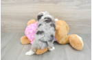 Hypoallergenic Aussiepoo Poodle Mix Puppy