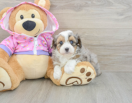 7 week old Mini Aussiedoodle Puppy For Sale - Pilesgrove Pups