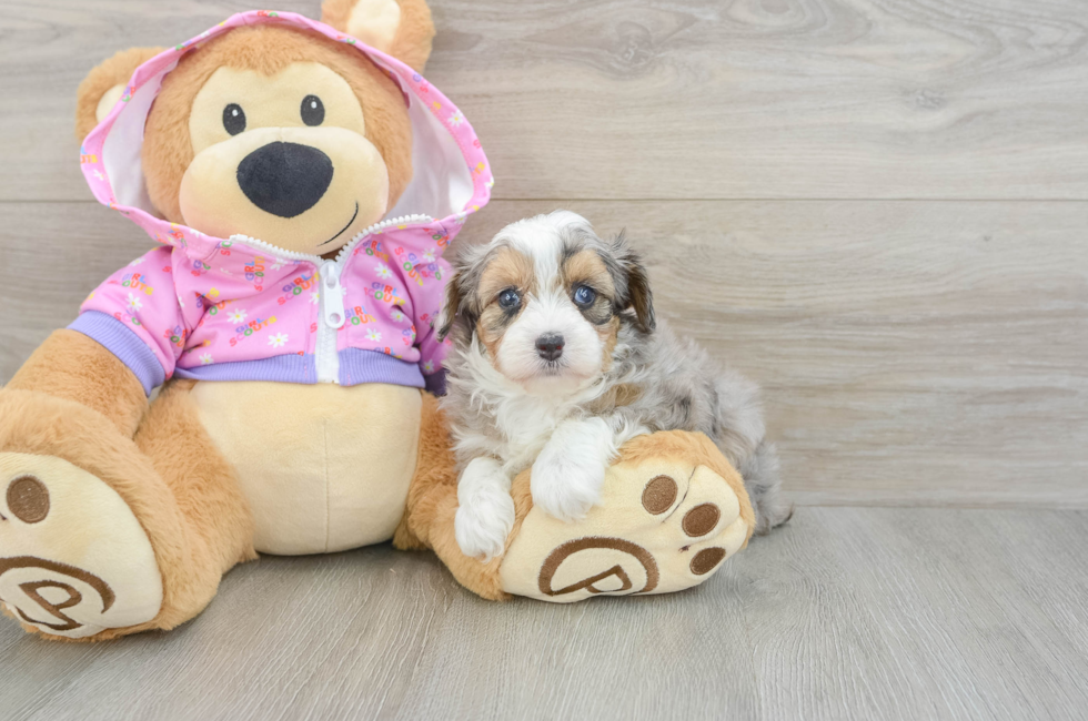 5 week old Mini Aussiedoodle Puppy For Sale - Pilesgrove Pups