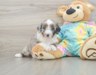 8 week old Mini Aussiedoodle Puppy For Sale - Pilesgrove Pups