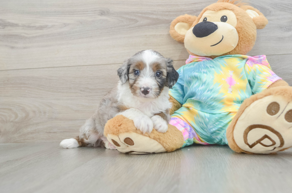 5 week old Mini Aussiedoodle Puppy For Sale - Pilesgrove Pups