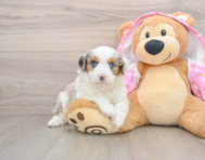 7 week old Mini Aussiedoodle Puppy For Sale - Pilesgrove Pups