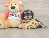 7 week old Mini Aussiedoodle Puppy For Sale - Pilesgrove Pups