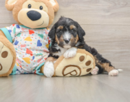 8 week old Mini Aussiedoodle Puppy For Sale - Pilesgrove Pups