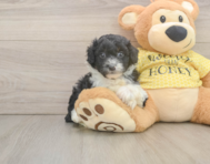 8 week old Mini Aussiedoodle Puppy For Sale - Pilesgrove Pups