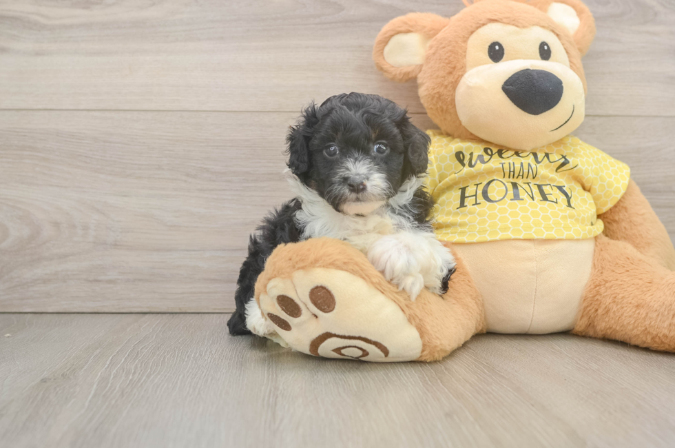 6 week old Mini Aussiedoodle Puppy For Sale - Pilesgrove Pups