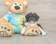 7 week old Mini Aussiedoodle Puppy For Sale - Pilesgrove Pups