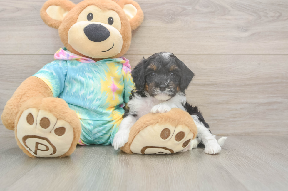 5 week old Mini Aussiedoodle Puppy For Sale - Pilesgrove Pups