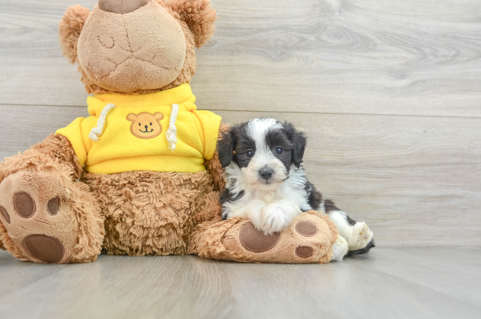 7 week old Mini Aussiedoodle Puppy For Sale - Pilesgrove Pups