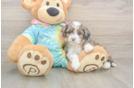 Happy Mini Aussiedoodle Baby