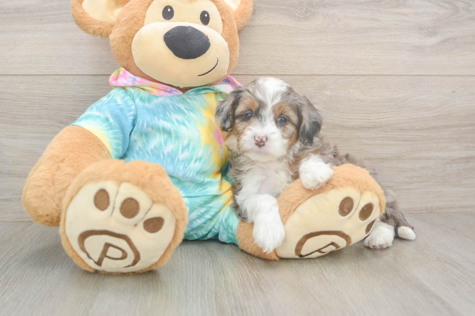 Happy Mini Aussiedoodle Baby