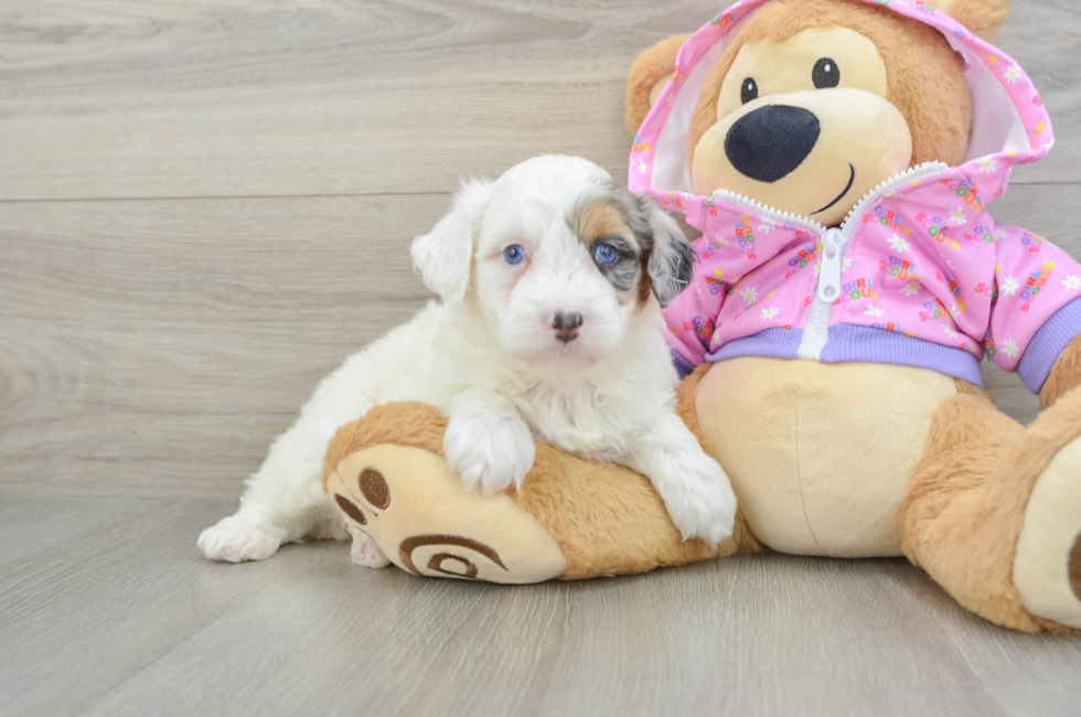 5 week old Mini Aussiedoodle Puppy For Sale - Pilesgrove Pups