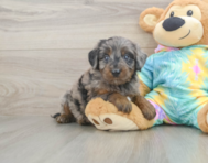 8 week old Mini Aussiedoodle Puppy For Sale - Pilesgrove Pups