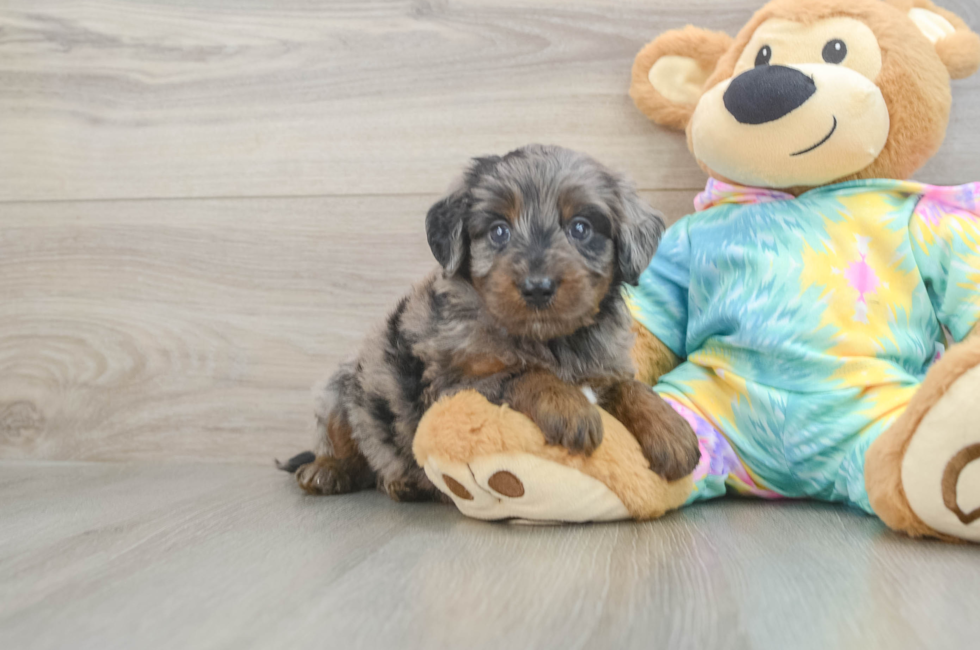 5 week old Mini Aussiedoodle Puppy For Sale - Pilesgrove Pups