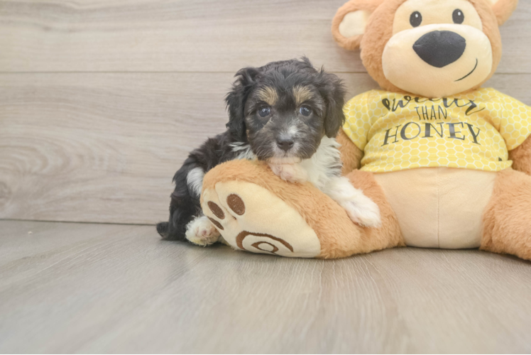 Hypoallergenic Aussiepoo Poodle Mix Puppy