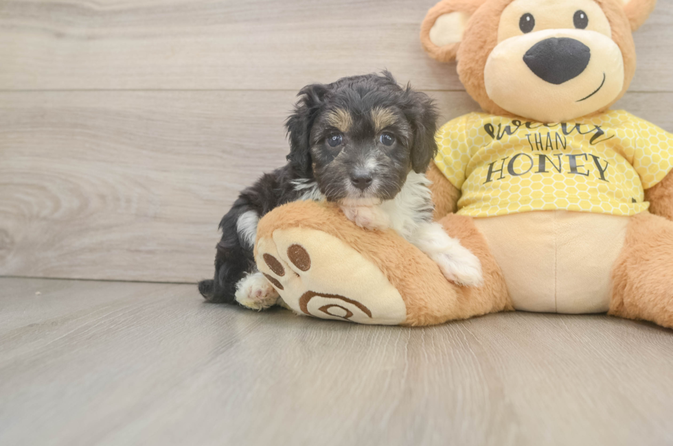 6 week old Mini Aussiedoodle Puppy For Sale - Pilesgrove Pups