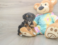 7 week old Mini Aussiedoodle Puppy For Sale - Pilesgrove Pups