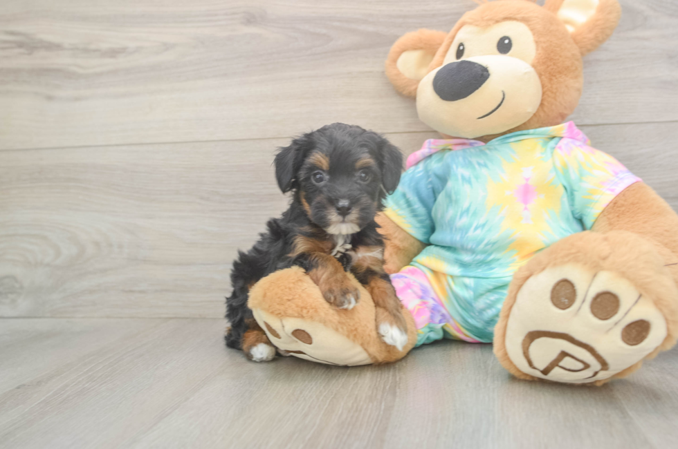 5 week old Mini Aussiedoodle Puppy For Sale - Pilesgrove Pups