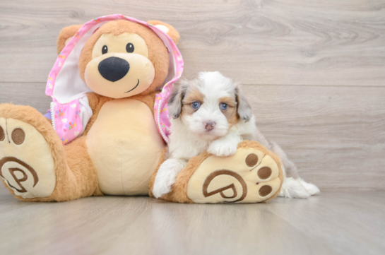 Mini Aussiedoodle Pup Being Cute