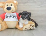 8 week old Mini Aussiedoodle Puppy For Sale - Pilesgrove Pups