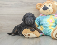 8 week old Mini Aussiedoodle Puppy For Sale - Pilesgrove Pups