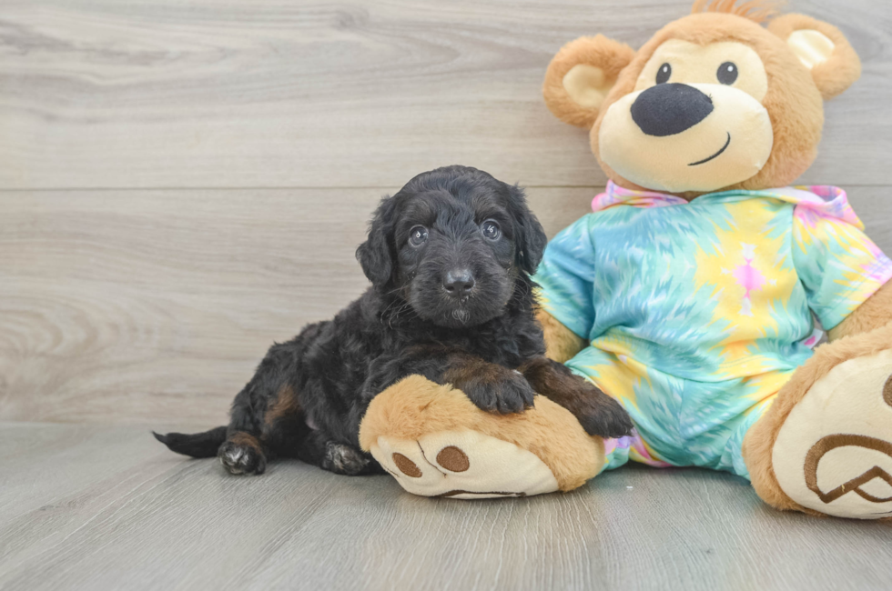 5 week old Mini Aussiedoodle Puppy For Sale - Pilesgrove Pups